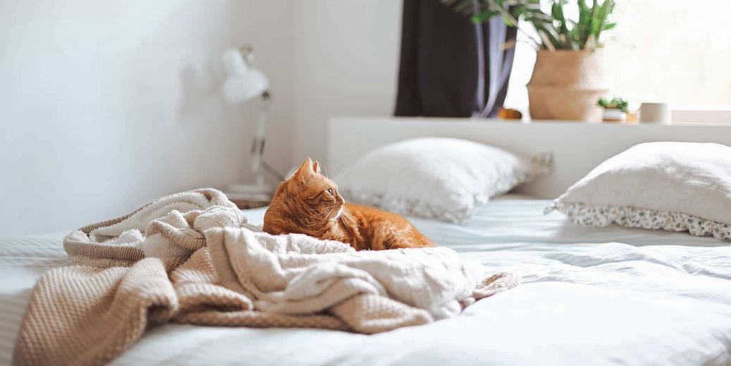 create space for your pets